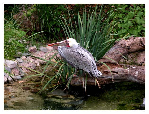 photo "Пеликан" tags: nature, wild animals