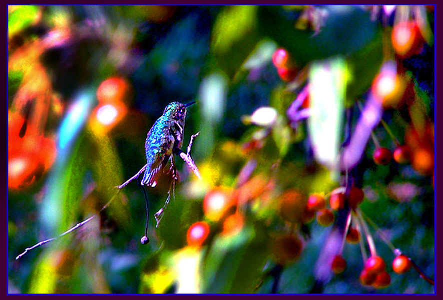 фото "Through his eyes" метки: природа, абстракция, 