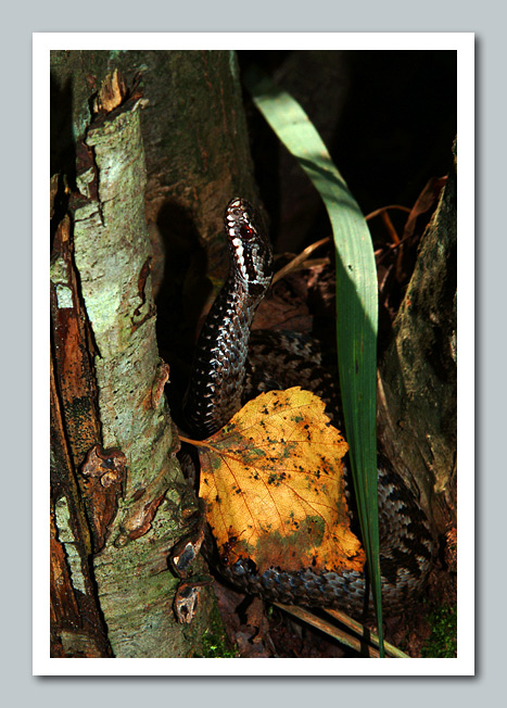 фото "Snake" метки: природа, дикие животные