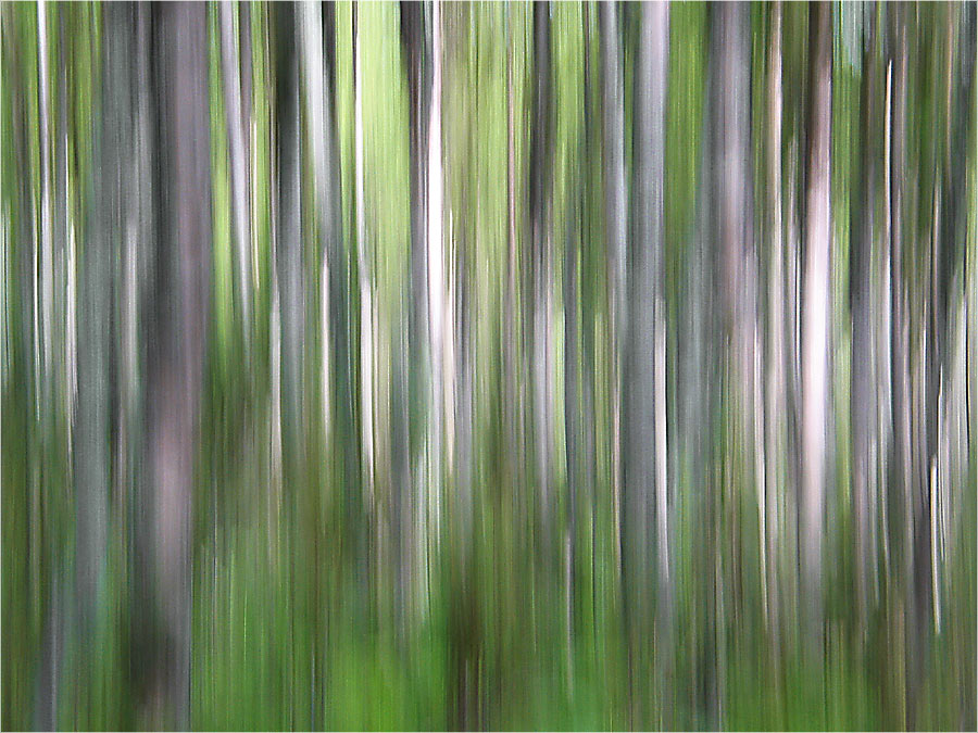 фото "In the forest" метки: пейзаж, лес