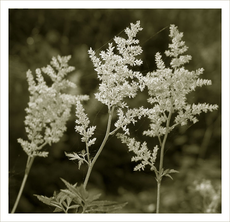 photo "The Three" tags: nature, flowers