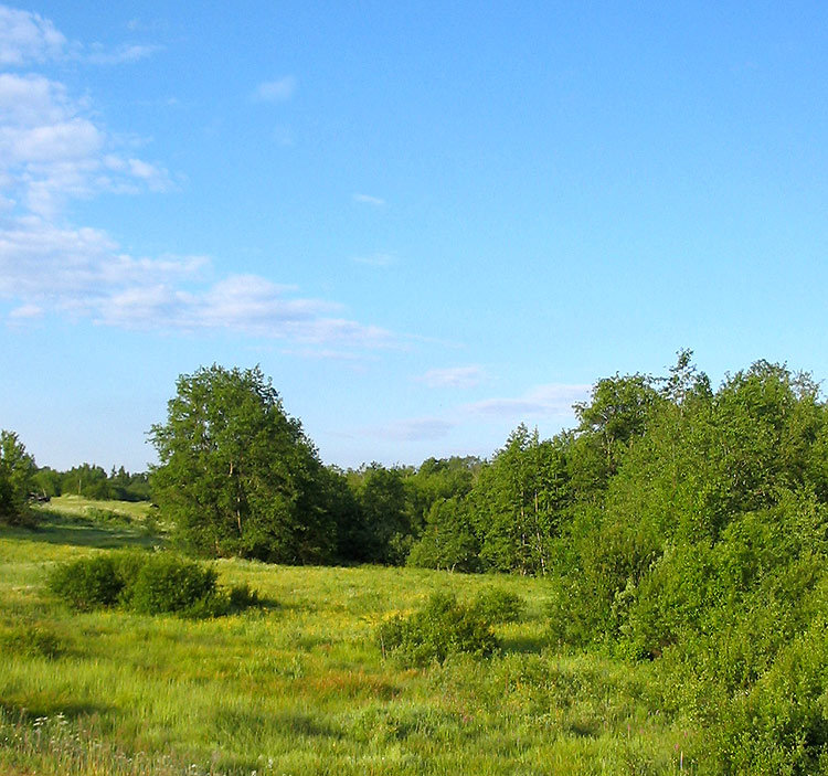 photo "Summer morning" tags: landscape, summer