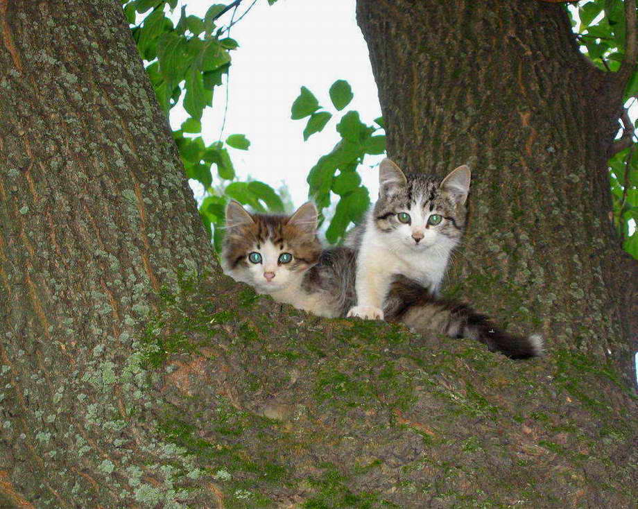 photo "Brothers" tags: nature, genre, pets/farm animals