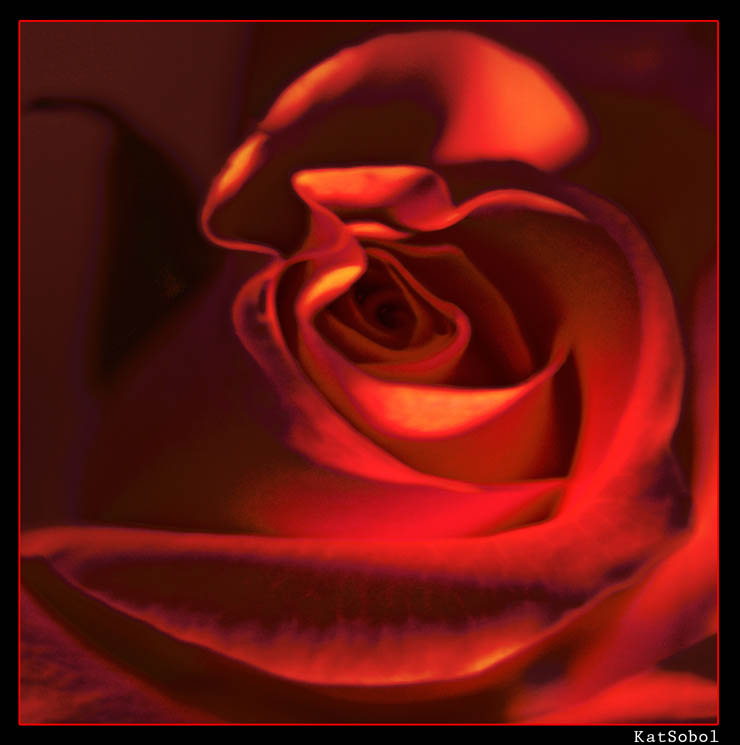 photo "Rose For Karmen" tags: nature, montage, flowers