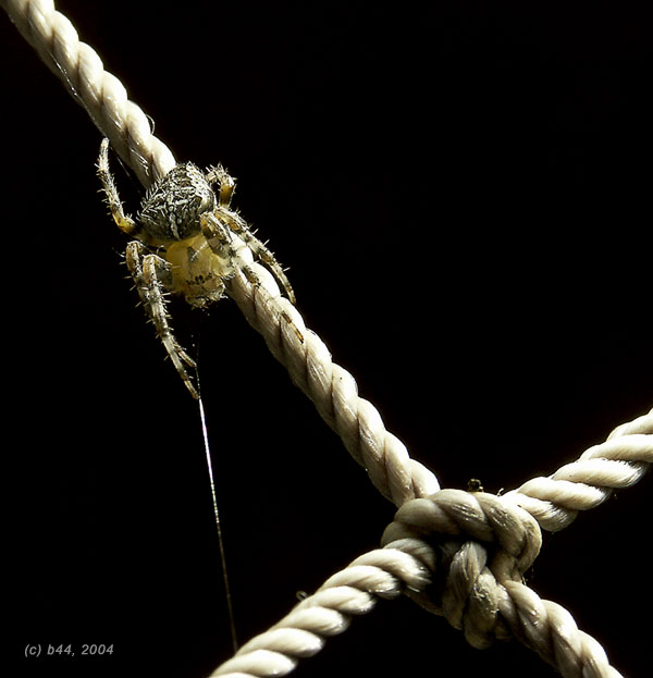 photo "Everyone plaits a network under to become himself" tags: nature, macro and close-up, insect