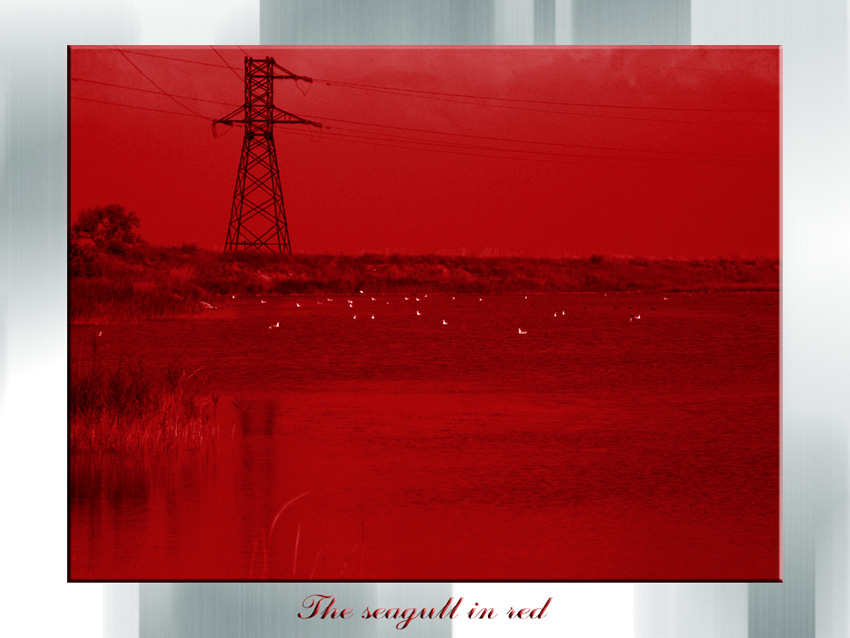 photo "The Seagull In Red" tags: genre, nature, wild animals