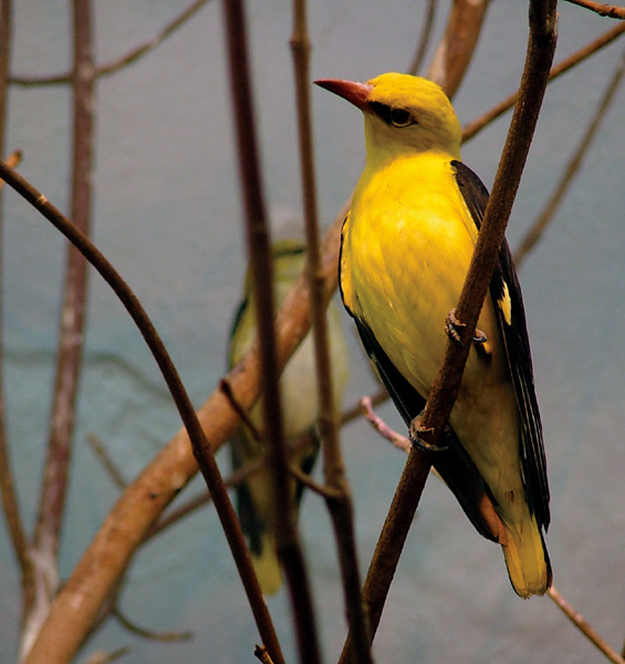 photo "yellow ptica" tags: nature, wild animals