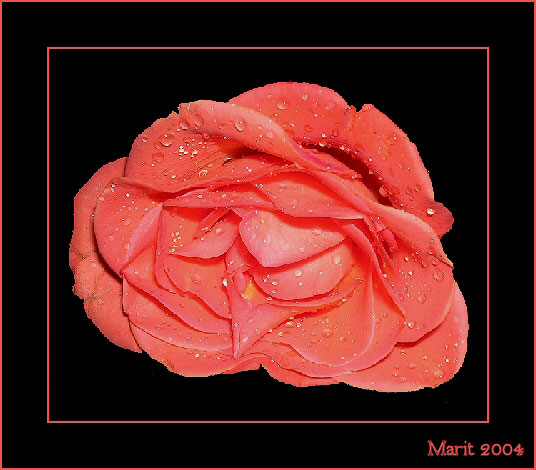 фото "From me to you all." метки: природа, макро и крупный план, цветы