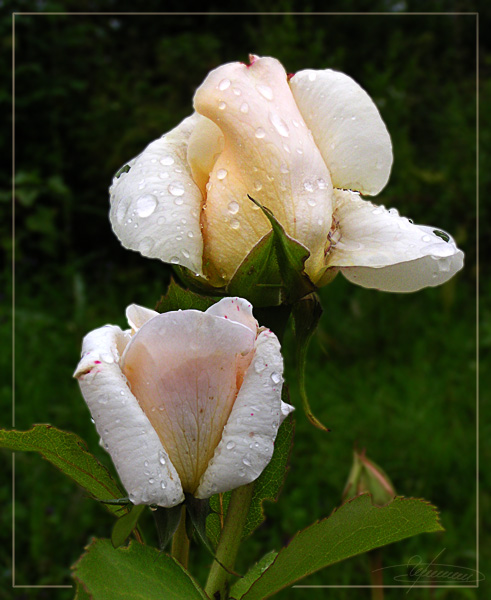 photo "Tears of angels." tags: nature, macro and close-up, flowers