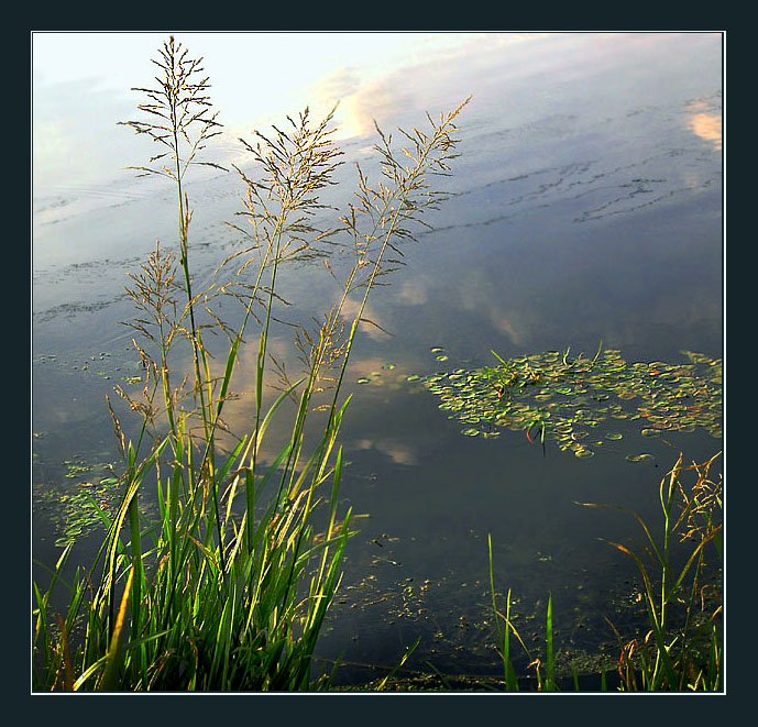 photo "Autumn water color" tags: nature, flowers