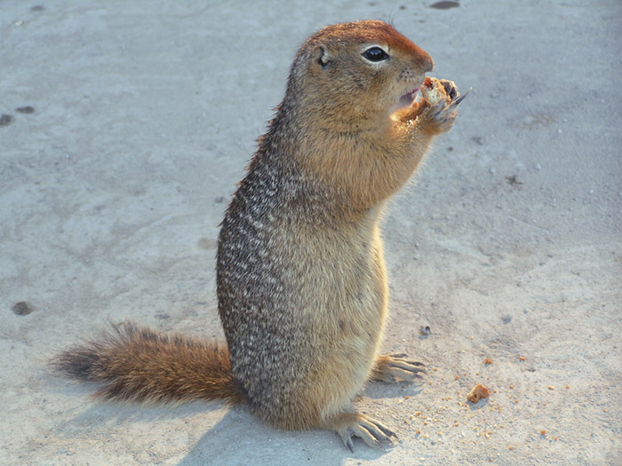 photo "The Breakfast" tags: nature, portrait, wild animals
