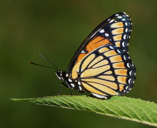 фото "Vigilant Viceroy" метки: природа, насекомое