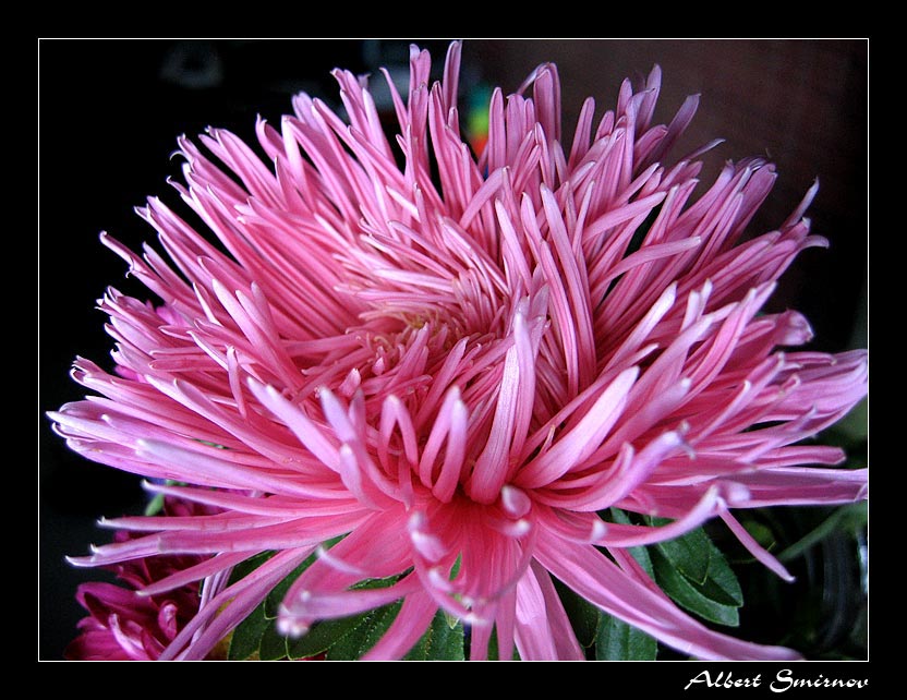 photo "Astra 3" tags: nature, macro and close-up, flowers
