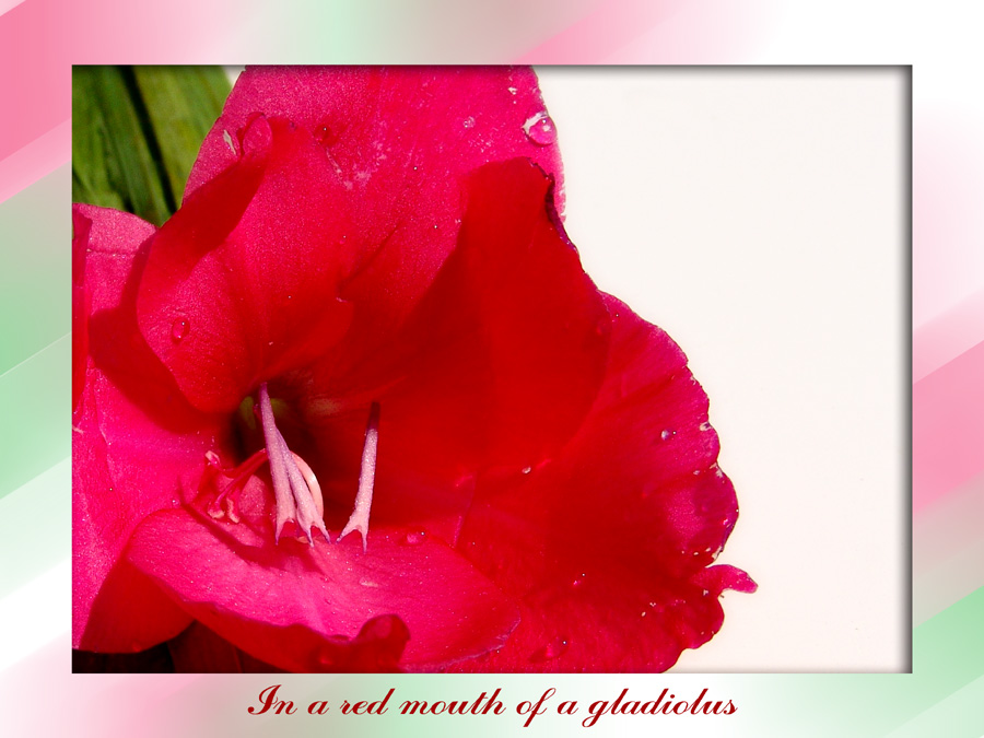 photo "In a red mouth of a gladiolus" tags: genre, nature, flowers