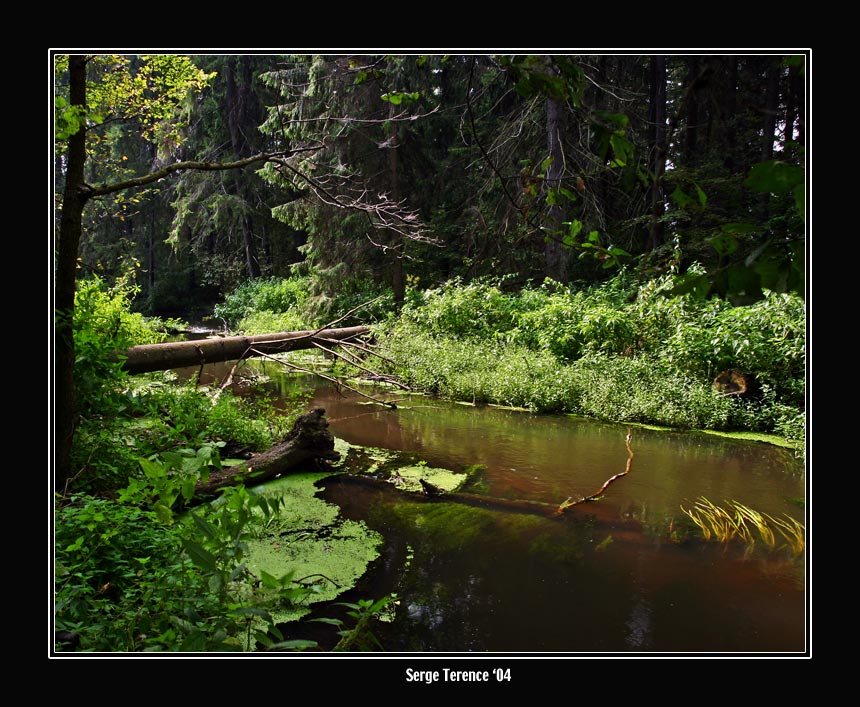 photo "Forest bridge." tags: landscape, nature, forest