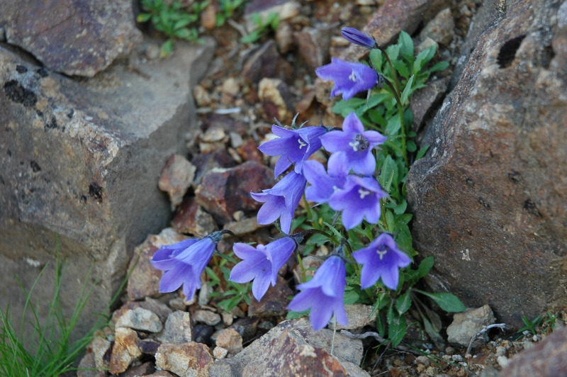 photo "iwagikyou" tags: nature, flowers