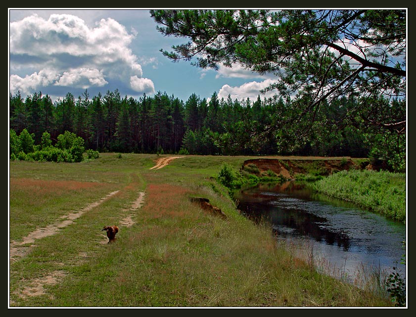 photo "Landscape with river, forest and running dog" tags: landscape, summer