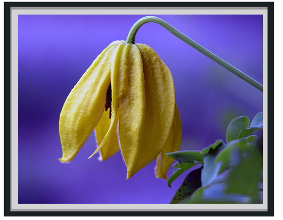 photo "clematis tangutica" tags: nature, flowers