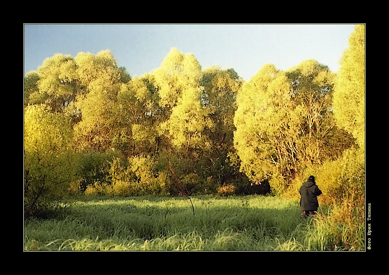 photo "Sunny Morning" tags: landscape, forest