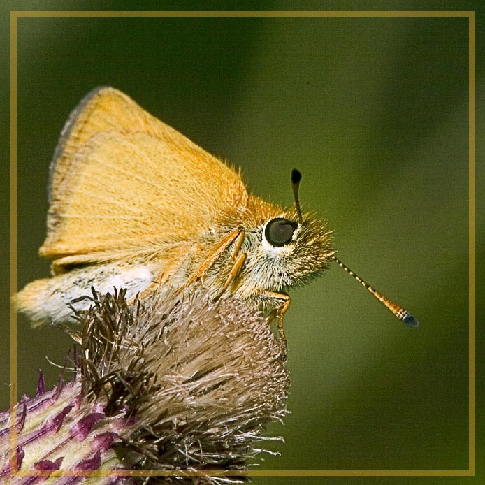 фото "Мотылек, это просто маленькая бабочка." метки: природа, макро и крупный план, насекомое