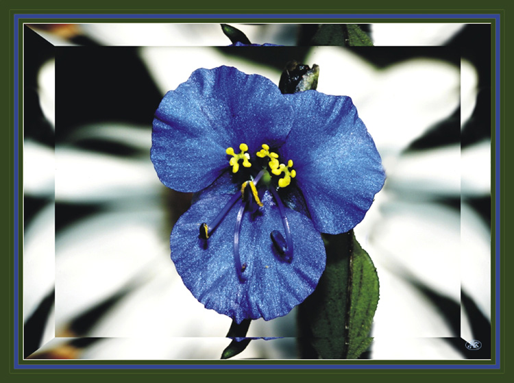 фото "голубоглазый" метки: природа, макро и крупный план, цветы