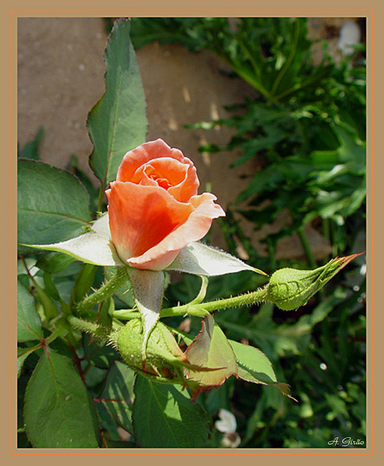 photo "Salmon Rosebud" tags: nature, macro and close-up, flowers