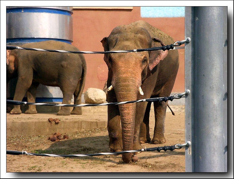 Photo ZOO "Elephants in jail?" by Elena Platonova - nature - PhotoForum.ru
