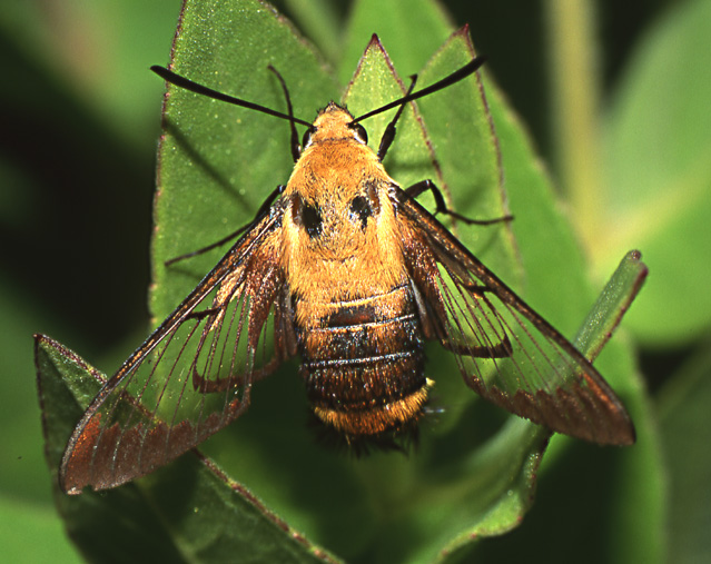 photo "Arrow-shaped etude" tags: nature, insect