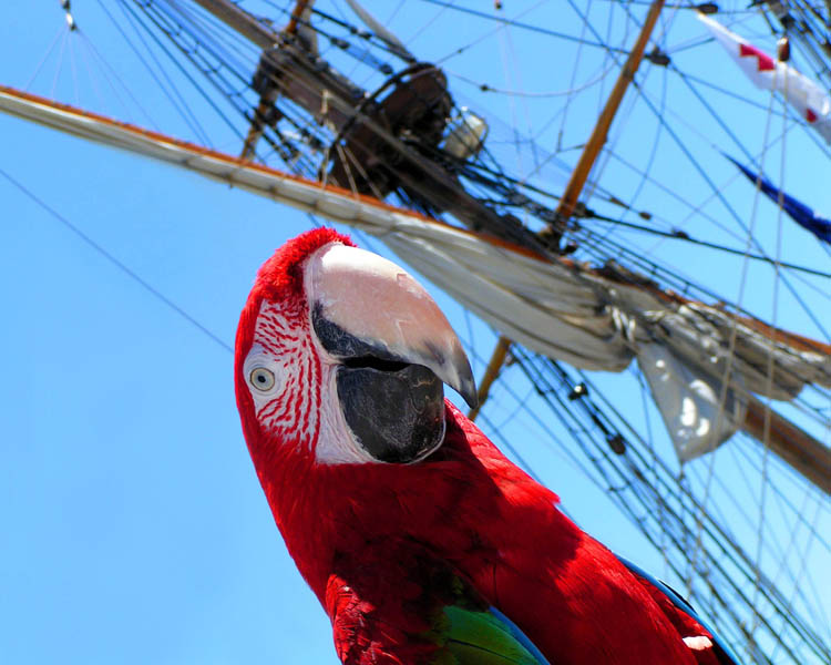 photo "First Mate" tags: nature, portrait, pets/farm animals