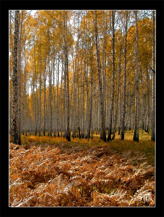 фото "Папоротник" метки: пейзаж, лес, осень