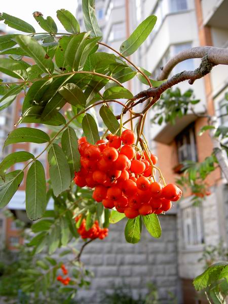 photo "After the Summer" tags: architecture, nature, landscape, flowers