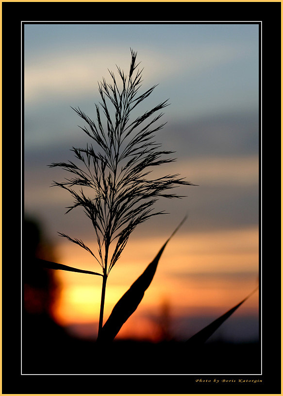 photo "Outline" tags: landscape, nature, flowers, sunset