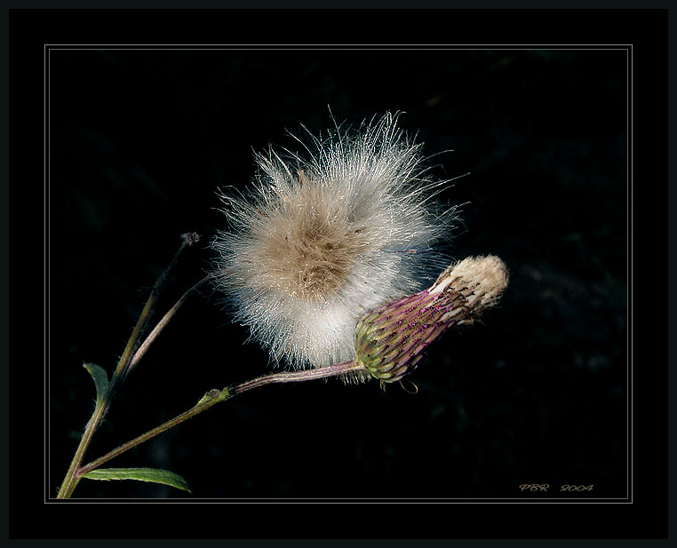 photo "Old and Young" tags: nature, macro and close-up, flowers