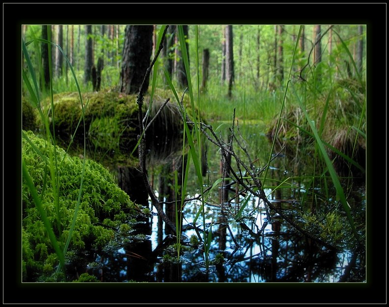 фото "Моё болото :)" метки: пейзаж, вода, лес