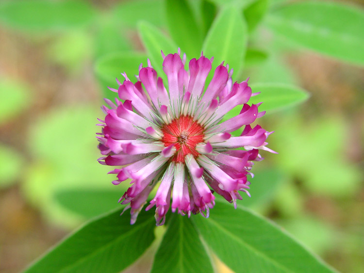 photo "Amethystine fire" tags: nature, macro and close-up, flowers