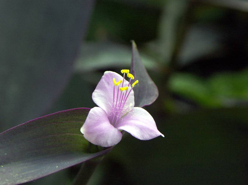 photo "Purple heart" tags: nature, flowers