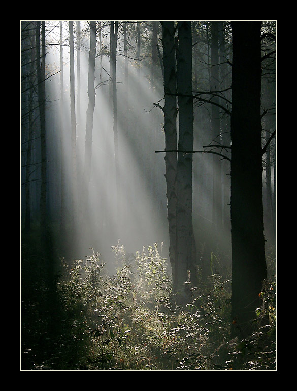 photo "About Theater Light" tags: landscape, forest, summer