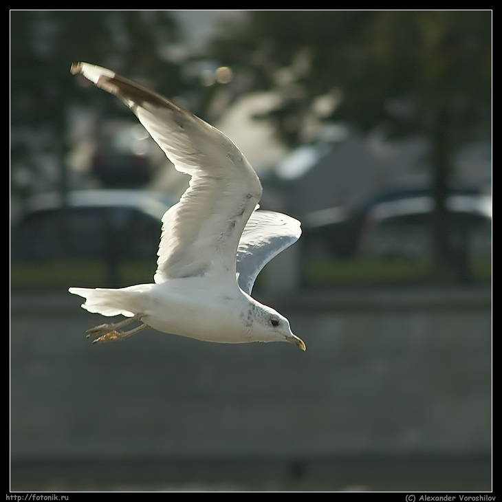 photo "A seagull in the town" tags: nature, misc., wild animals