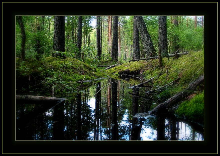 photo "Forest story" tags: landscape, forest, water