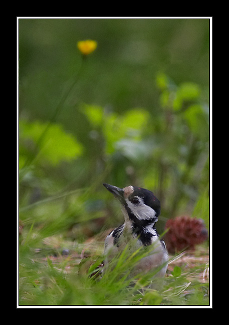 photo "Dendrocopos Major" tags: nature, wild animals