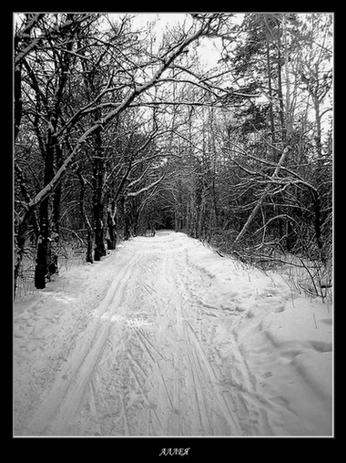 photo "Avenue" tags: black&white, landscape, winter
