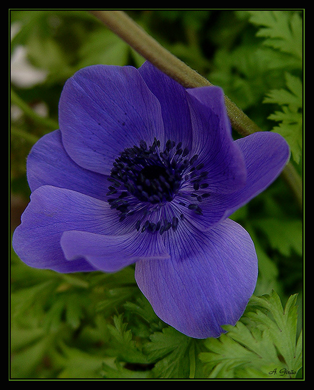 photo "Blue Poppy" tags: nature, macro and close-up, flowers