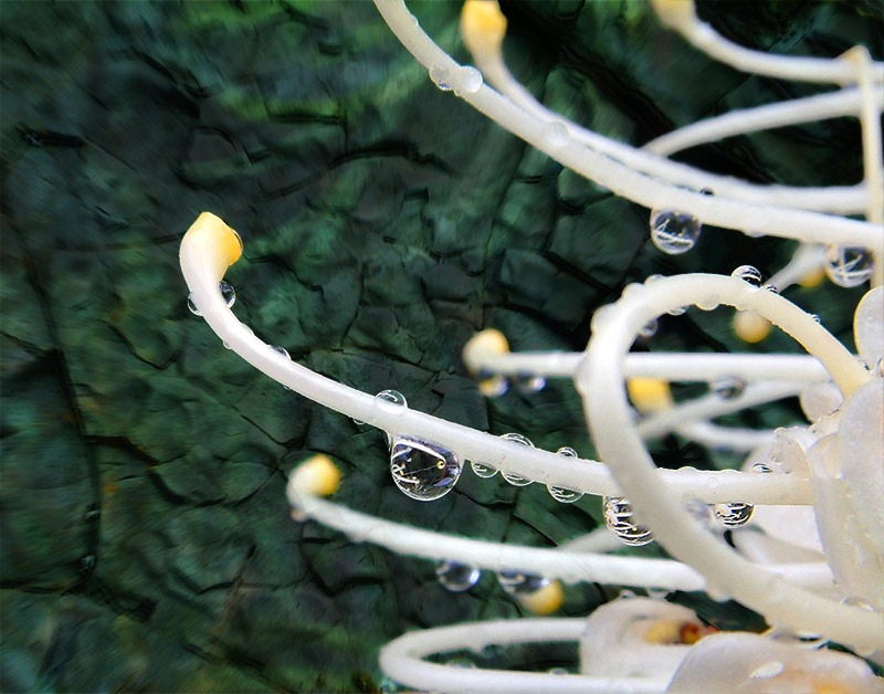 photo "After the rain" tags: macro and close-up, nature, flowers