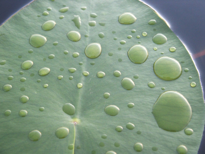 photo "Green" tags: macro and close-up, landscape, summer