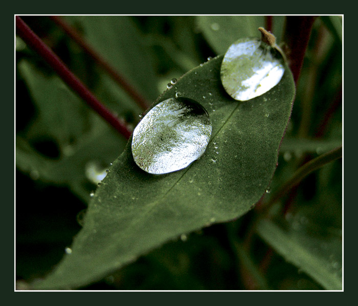 photo "The Green Mirror" tags: macro and close-up, 