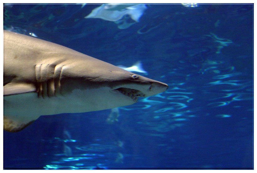 photo "Shark in aquarium" tags: underwater, 
