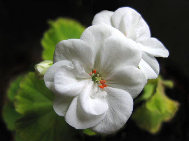 photo "#3" tags: nature, macro and close-up, flowers