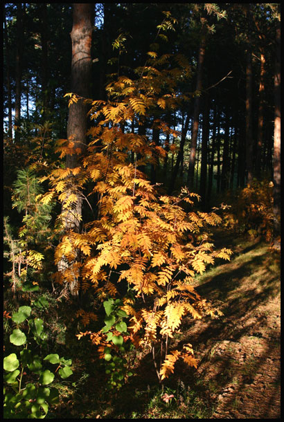 фото "Осень" метки: природа, 