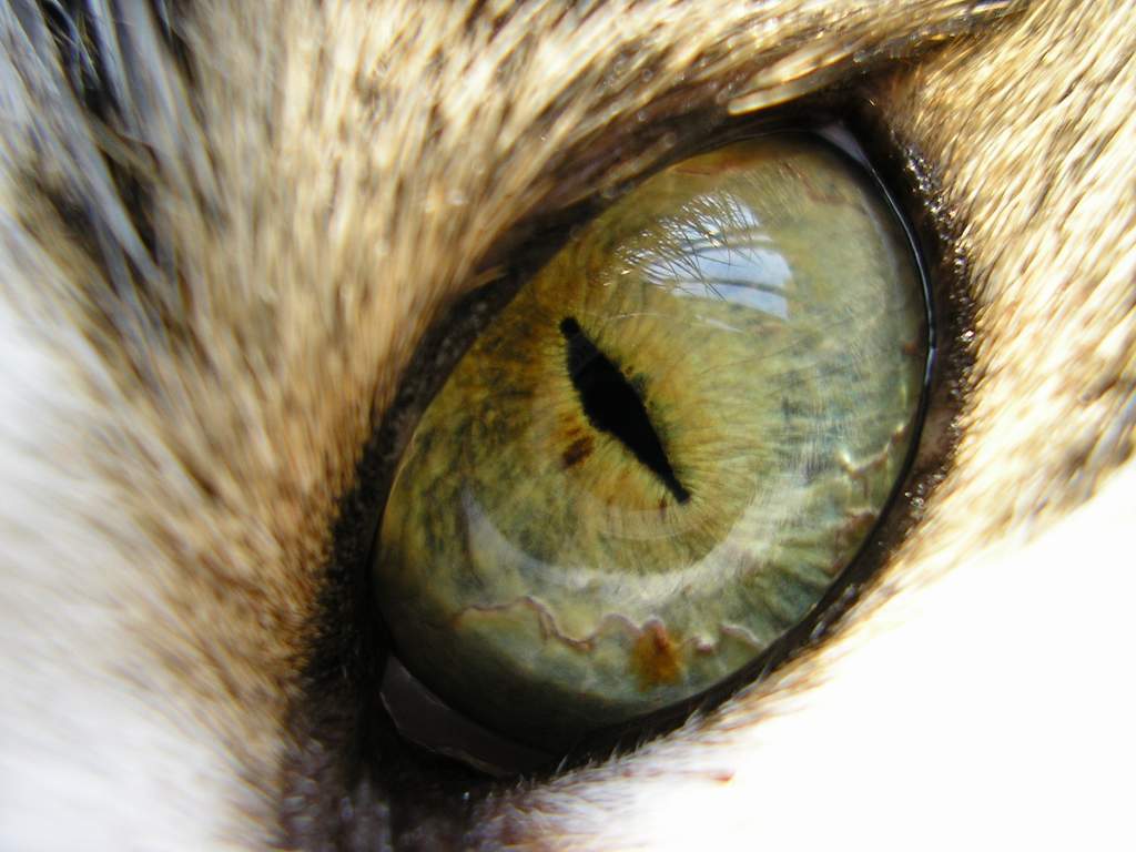 photo "I see" tags: macro and close-up, 