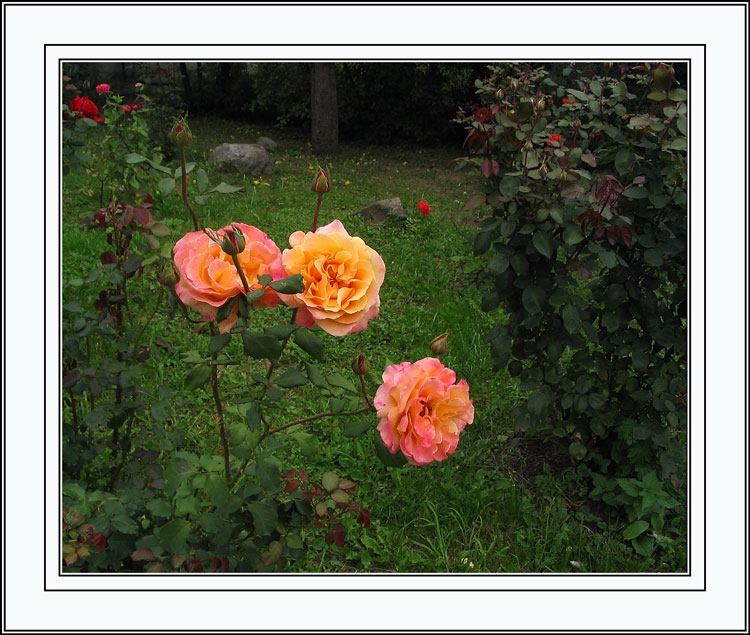 photo "Rose" tags: still life, nature, flowers